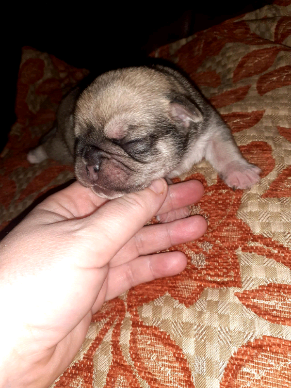 pugalier for sale gumtree